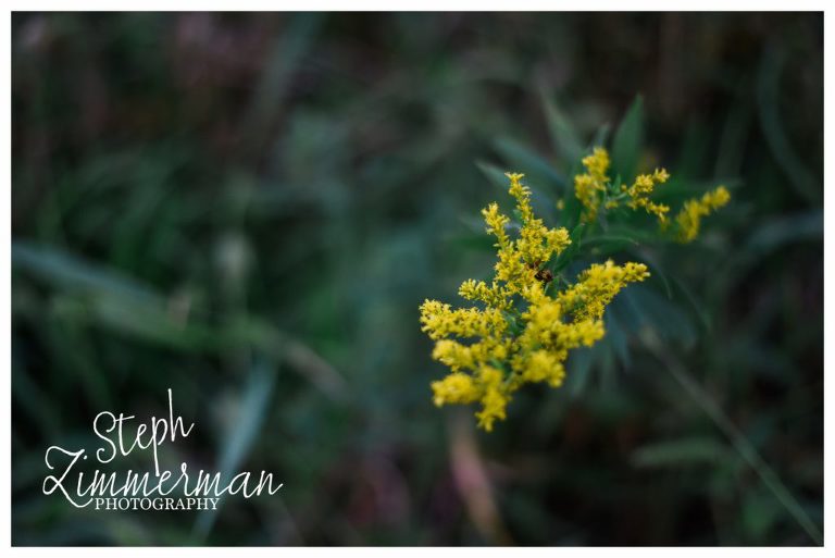 szp_bognerharvest2016-10